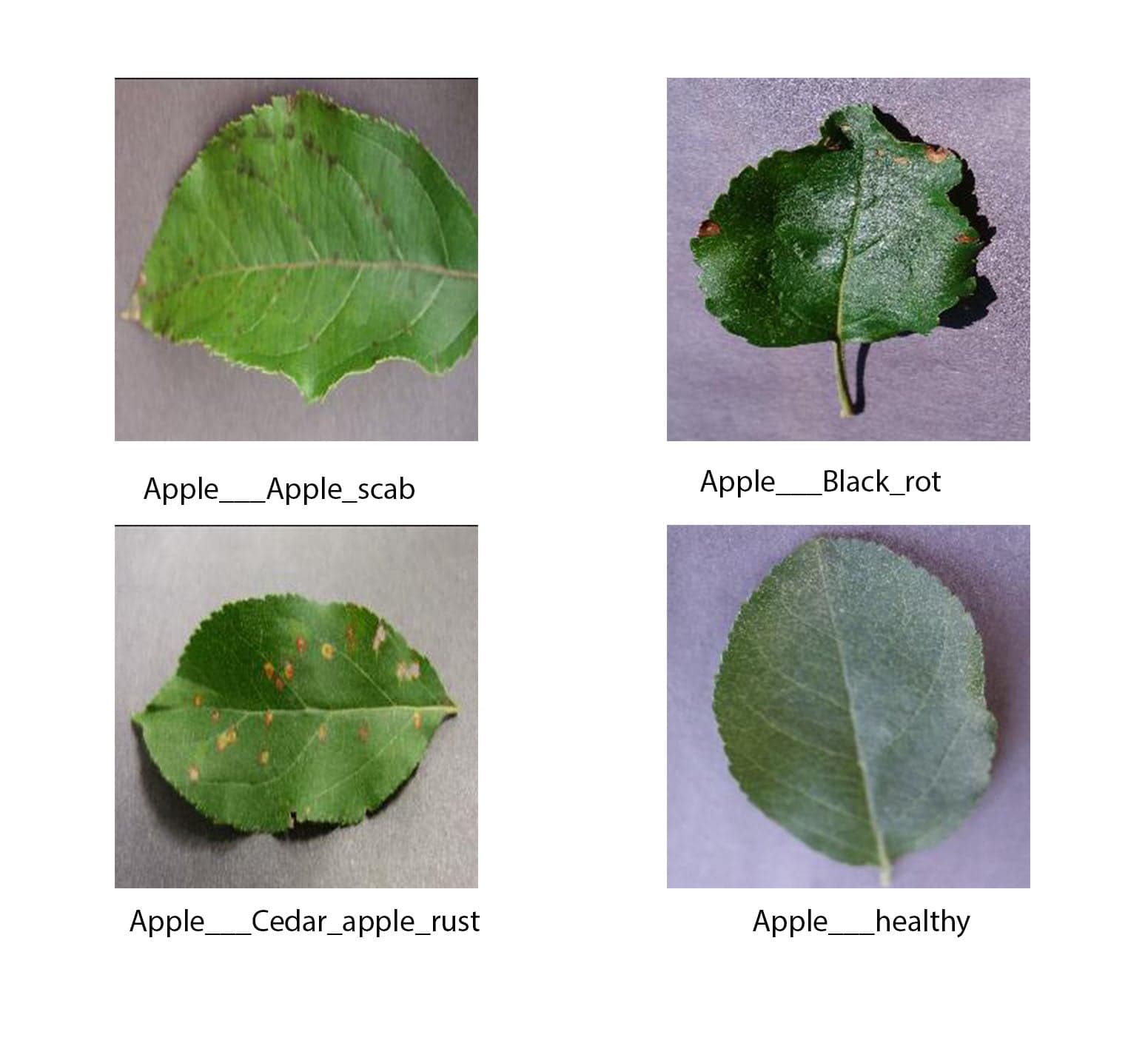 Grid of apple leaf disease samples used to train AgriGuard